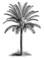 palmtree